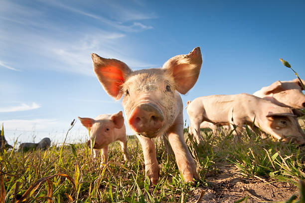 pigbackground.jpg